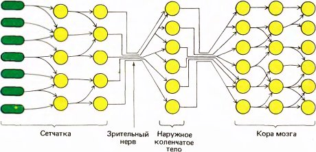 Глаз, мозг, зрение