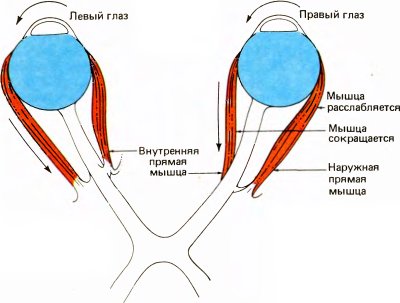 Глаз, мозг, зрение