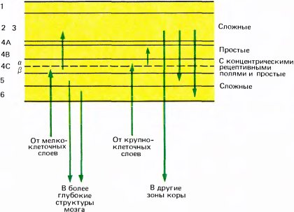 Глаз, мозг, зрение