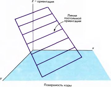 Глаз, мозг, зрение