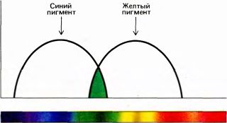 Глаз, мозг, зрение