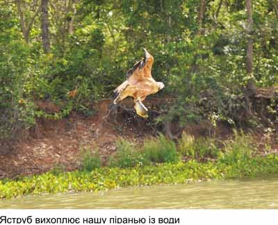 Любов і піраньї
