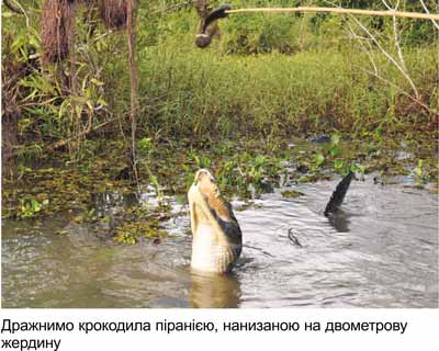 Любов і піраньї