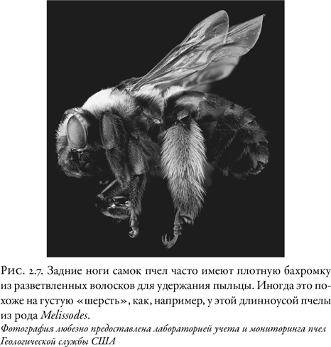 Жужжащие. Естественная история пчёл