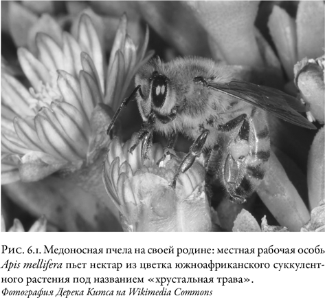 Жужжащие. Естественная история пчёл