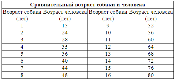Думает ли собака