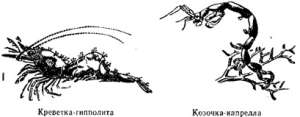 Волны над нами