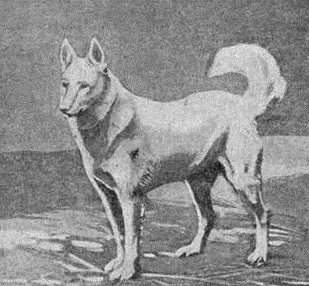 Курс теории дрессировки собак. Военная собака